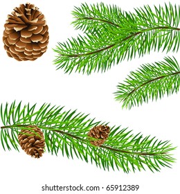 Pinecone And Pine Branches - Vector Illustration