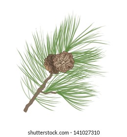 Pinecone. Pine tree branch isolated. Floral evergreen decor