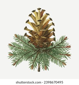 pinecone varieties, botanical illustration, white background