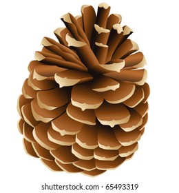 pinecone - vector illustration