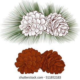 Pinecone Vector illustration isolated