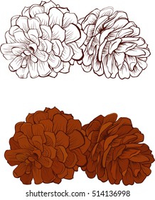 Pinecone Vector illustration isolated