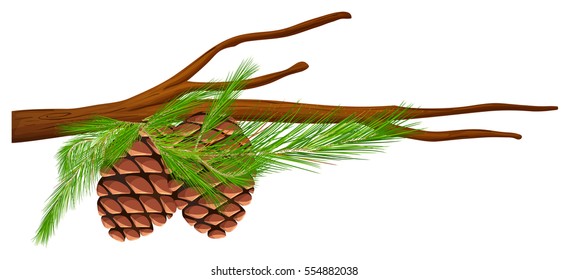 Pinecones en la ilustración de la rama