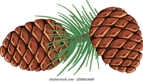 Pinecorn with pine needles isolated illustration