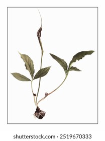 Pinellia ternata, hand-painted floral and botanical painting, hand-painted herbal painting, natural herbs.