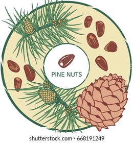 Pinenut label. Vector color engraved illustration.