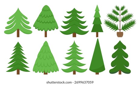 Pines and fir trees set. Different kinds of Christmas trees in flat style vector set