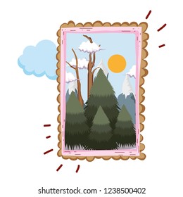 pines forest landscape in square frame