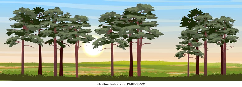 Pines and meadow. Realistic Vector Landscape