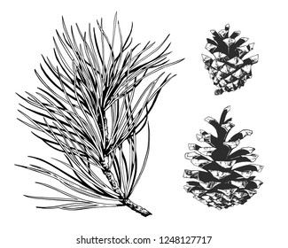 Pines and pine branch vector hand drawn illustration.