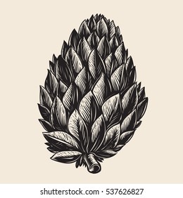 pines seed hand drawing