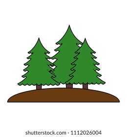 pines trees forest scene