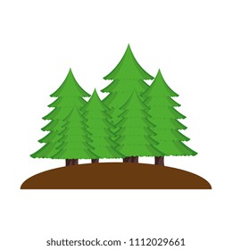 pines trees forest scene