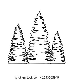 pines trees forest scene