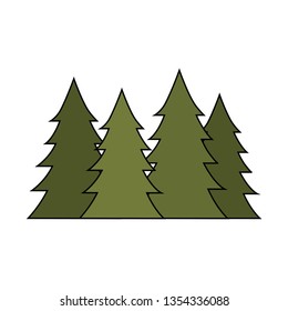pines trees forest scene