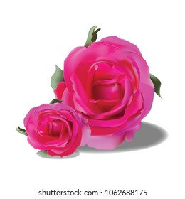 Ping rose vector illustration.
