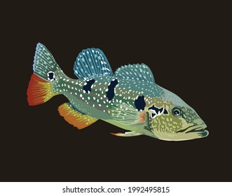 Pinima Peacock Bass,predator Fish Freshwater Fish, Vector