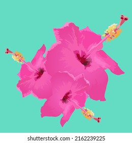 pink 3 hibiscus flower ilustration. simple ilustration for design.