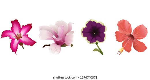 Pink adenium. Pink Magnolia. Violet petunia. Red Hibiscus. Vector illustration. Floral botanical flower. Wild leaf wildflower isolated. Exotic tropical hawaiian jungle. Isolated illustration element.