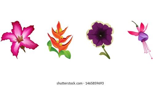 Pink Adenium. Orange Heliconia. Violet Petunia. Pink and Purple Fuchsia Bella. Vector illustration. Isolated illustration element. Floral botanical flower. Wild leaf wildflower isolated. Exotic.