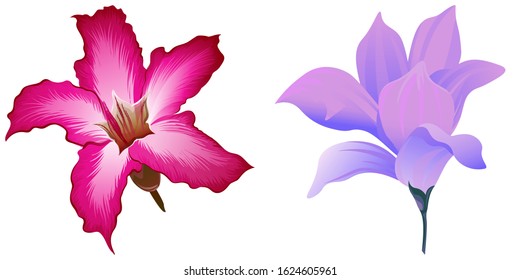 Pink Adenium. Purple Magnolia. Vector illustration. Isolated illustration element. Floral botanical flower. Wild leaf wildflower isolated. Exotic tropical hawaiian jungle.