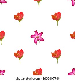Pink Adenium. Red Amaryllis. Vector illustration. Seamless background pattern. Floral botanical flower. Wild leaf wildflower isolated. Exotic tropical hawaiian jungle. Fabric wallpaper print texture.