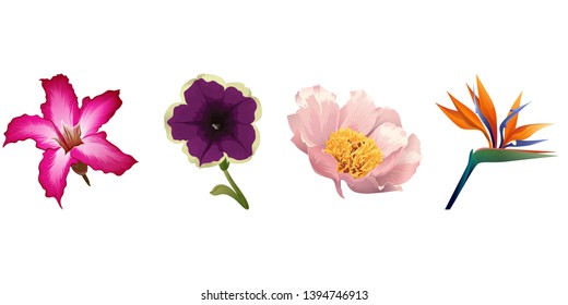 Pink adenium. Violet petunia. Pink peony. Orange Strelitzia reginae. Vector illustration. Floral botanical flower. Wild leaf wildflower isolated. Exotic tropical hawaiian jungle. Isolated .