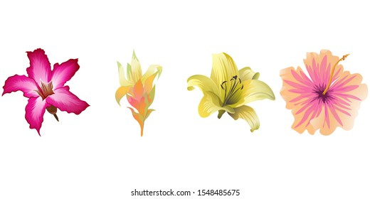 Pink Adenium. Yellow Guzmania. Yellow Lilium. Pink Hibiscus. Vector illustration. Isolated illustration element. Floral botanical flower. Wild leaf wildflower isolated. Exotic tropical hawaiian.