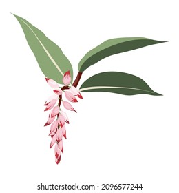 Pink Alpinia zerumbet shell ginger exotic plant blossom. Isolated simple colored botanical flower.