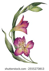 Alstroemeria rosa, isolada em branco, ilustração desenhada à mão de alstroemeria,