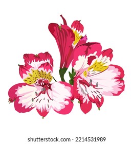 Pink alstroemeria tropical flower. Peruvian lily, South American plant, vector illustration isolated on white background.