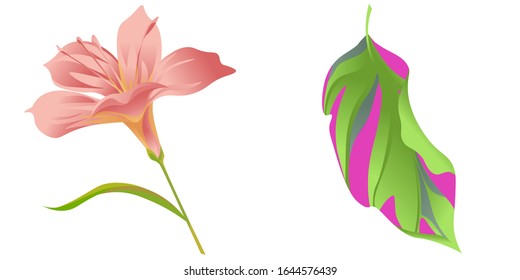 Pink Amaryllis. Green Dracaena. Vector illustration. Isolated illustration element. Floral botanical flower. Wild leaf wildflower isolated. Exotic tropical hawaiian jungle.