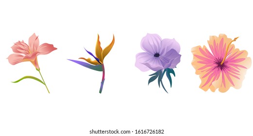 Pink Amaryllis. Orange Strelitzia. Violet Anemone. Pink Hibiscus. Vector illustration. Isolated illustration element. Floral botanical flower. Wild leaf wildflower isolated. Exotic tropical hawaiian.