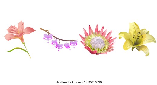 Pink Amaryllis. Purple Komakusa. Pink Protea. Yellow Lilium. Vector illustration. Isolated illustration element. Floral botanical flower. Wild leaf wildflower isolated. Exotic tropical hawaiian.