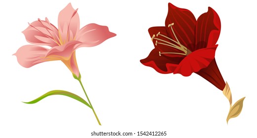 Pink Amaryllis. Purple Amaryllis. Vector illustration. Isolated illustration element. Floral botanical flower. Wild leaf wildflower isolated. Exotic tropical hawaiian jungle.