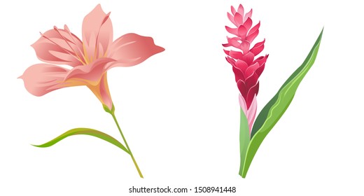 Pink Amaryllis. Red and Pink Ginger. Vector illustration. Isolated illustration element. Floral botanical flower. Wild leaf wildflower isolated. Exotic tropical hawaiian jungle.