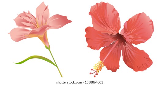 Pink Amaryllis. Red Hibiscus. Vector illustration. Isolated illustration element. Floral botanical flower. Wild leaf wildflower isolated. Exotic tropical hawaiian jungle.