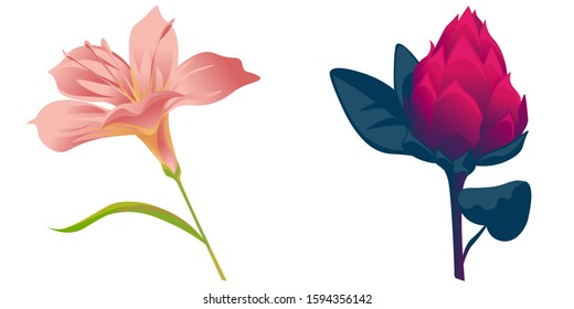 Pink Amaryllis. Red Vriesea. Vector illustration. Isolated illustration element. Floral botanical flower. Wild leaf wildflower isolated. Exotic tropical hawaiian jungle.