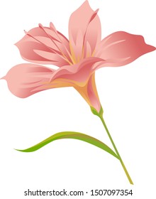 Pink Amaryllis. Vector illustration. Isolated illustration element. Floral botanical flower. Wild leaf wildflower isolated. Exotic tropical hawaiian jungle.