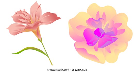 Pink Amaryllis. Yellow Magnolia. Vector illustration. Isolated illustration element. Floral botanical flower. Wild leaf wildflower isolated. Exotic tropical hawaiian jungle.