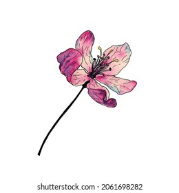pink apple flower watercolor blossom