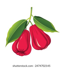 Pink apple or red Java apple.Exotic fruits on a branch.Vector illustration.