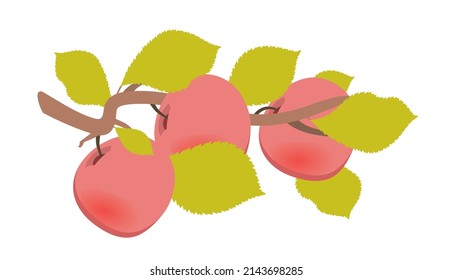 Pink apple tree branch with fruits and olive leaves. Illustration with contours, shadows and highlights isolated on a white background. Flat design