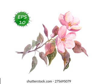 Pink Apple Tree Flower. Orchard Bloom. Botanical Illustration - Watercolor Vector