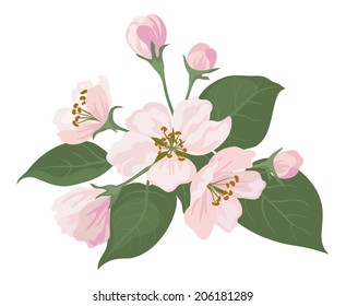 Pink apple tree flowers and green leaves isolated on white background. Vector