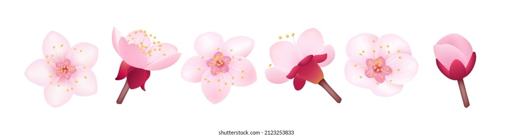 Pink apricot flowers, element, design template.