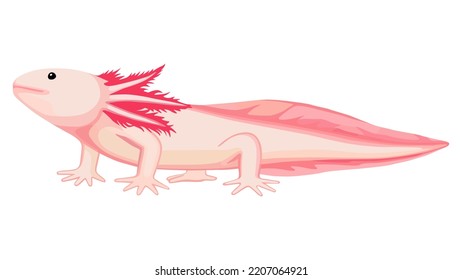 Pink axolotl on white background, vector illustration