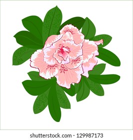 Pink azalea