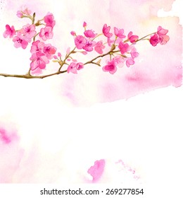 Pink background with branch of cherry blossom. Vector watercolor illustration of sakura.