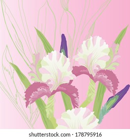 Pink Background with pink irises. Vector illustration